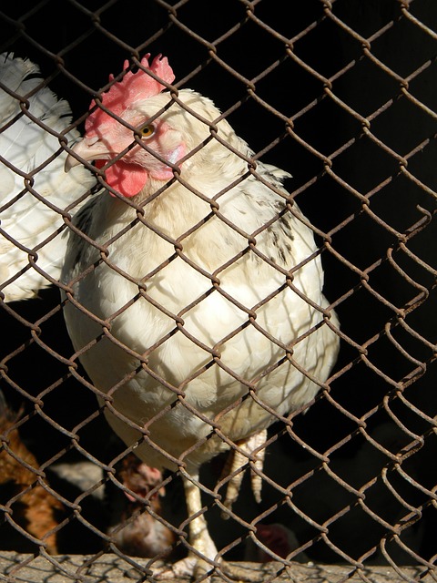 尔逊的配合 尔逊的配合